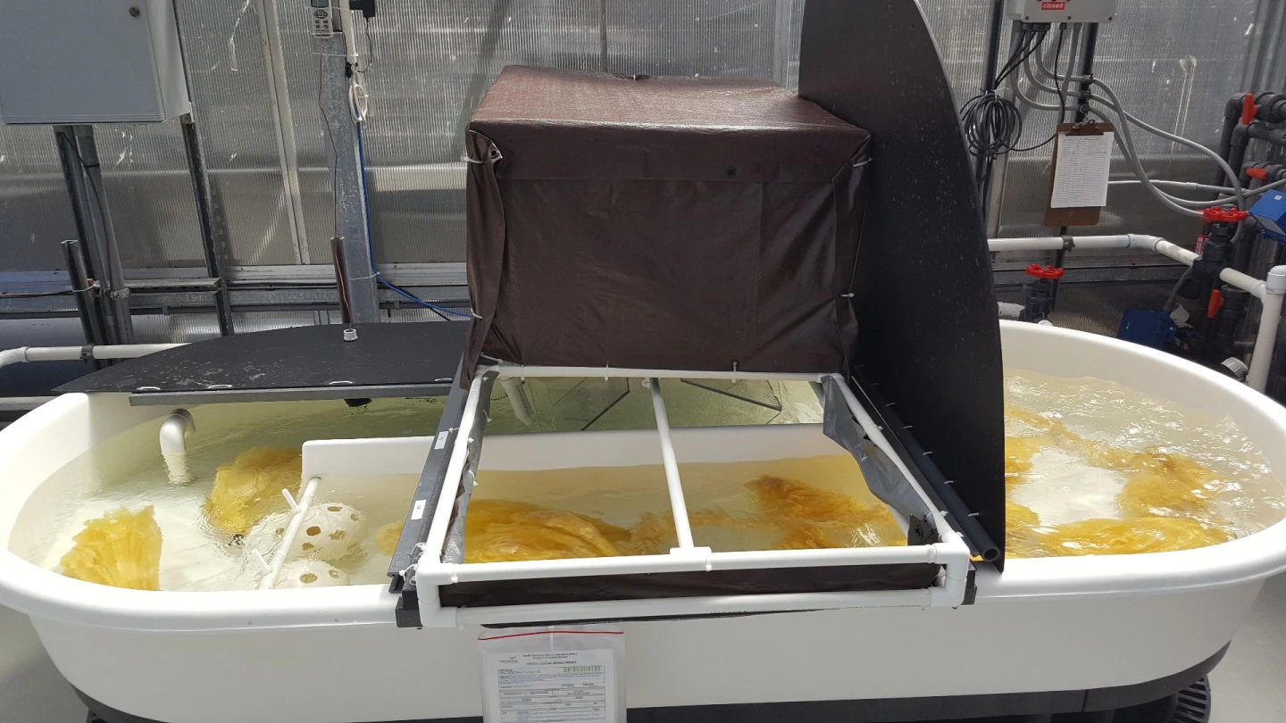 Test set up for uranium extraction