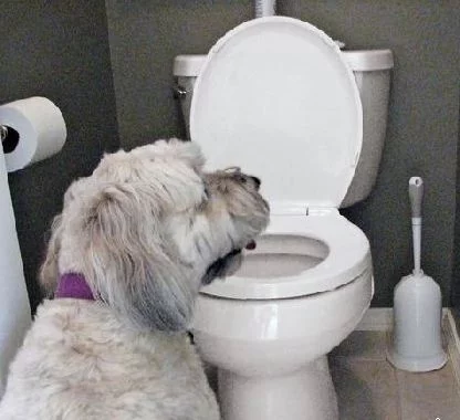 Drink No More will sound an alarm and flash a warning signal when your pet approaches the toilet