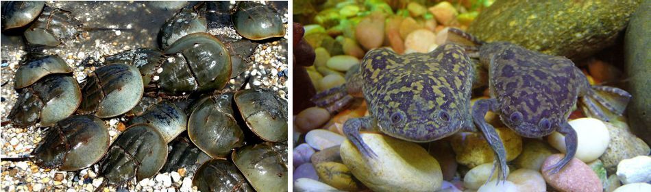 Horseshoe crabs and African clawed frogs have both evolved systems off fighting off bacteria