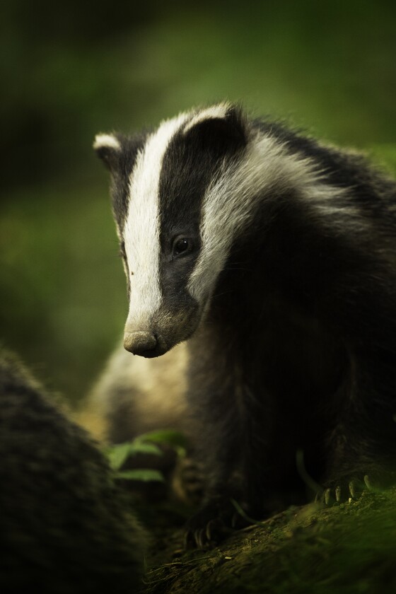Winner in the Animal Portraits category. Bean – Peak District National Park, Derbyshire