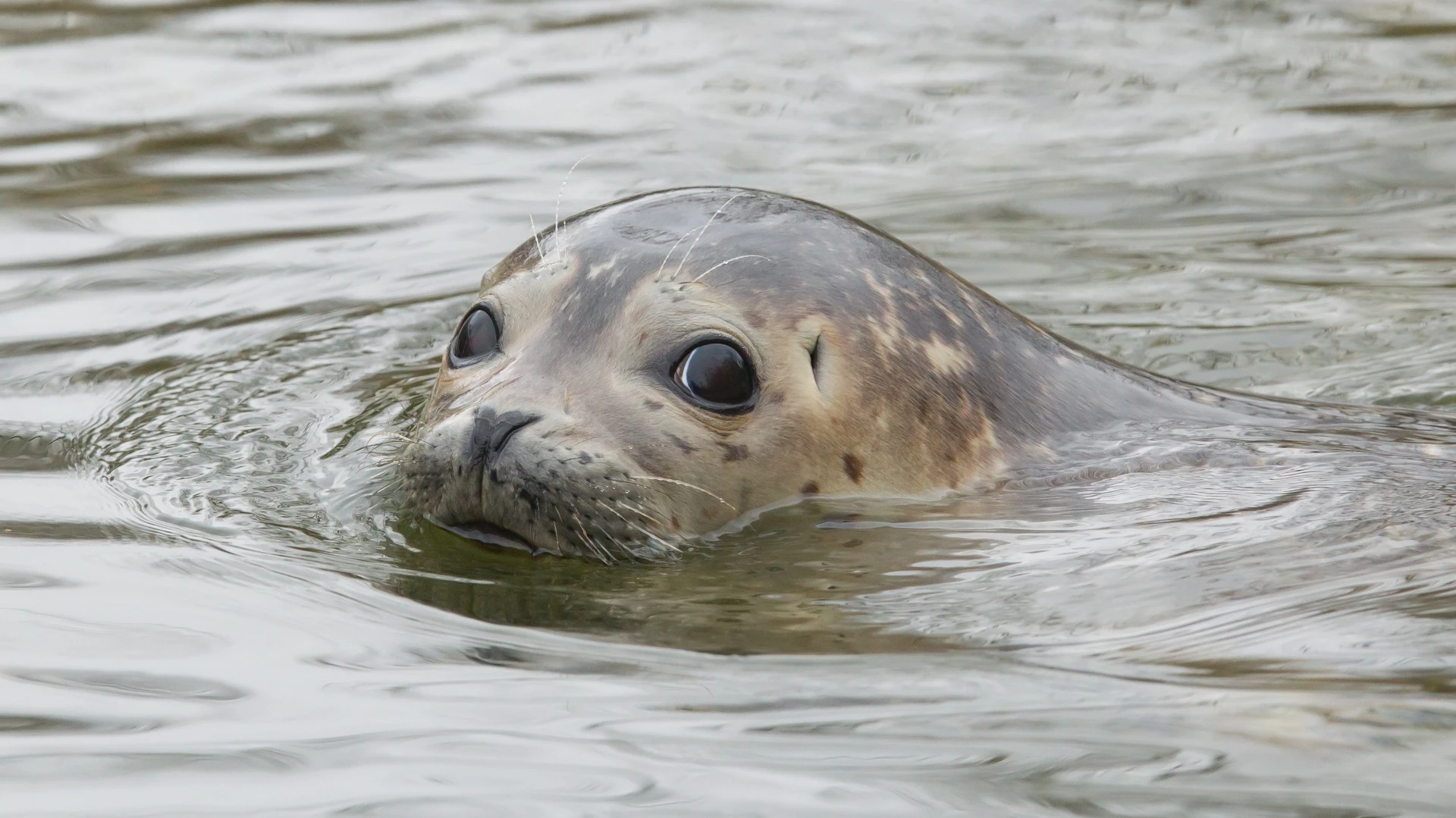 The feces of grey seals has revealed new insights about the way ocean plastics can move through the food chain