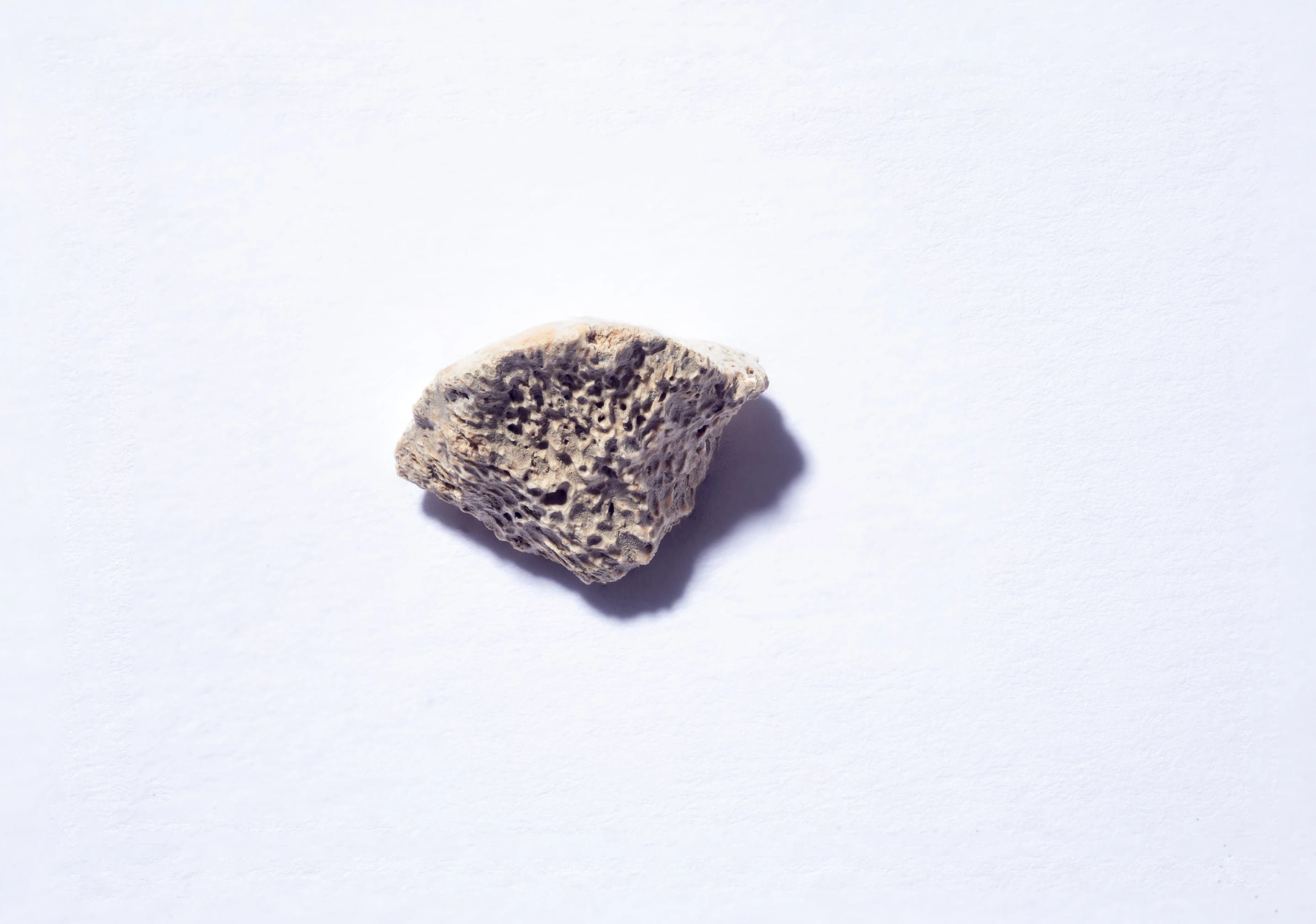 A femur fragment belonging to an ancient dog in southeast Alaska is said to be the oldest dog remains in the Americas