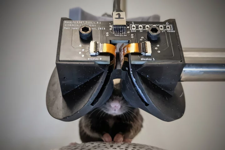 The current version of the MouseGoggles requires the mice to be strapped into a headset as they walk on a ball-like treadmill