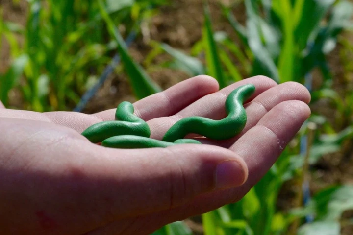 Some of the plasticine caterpillars used in the study