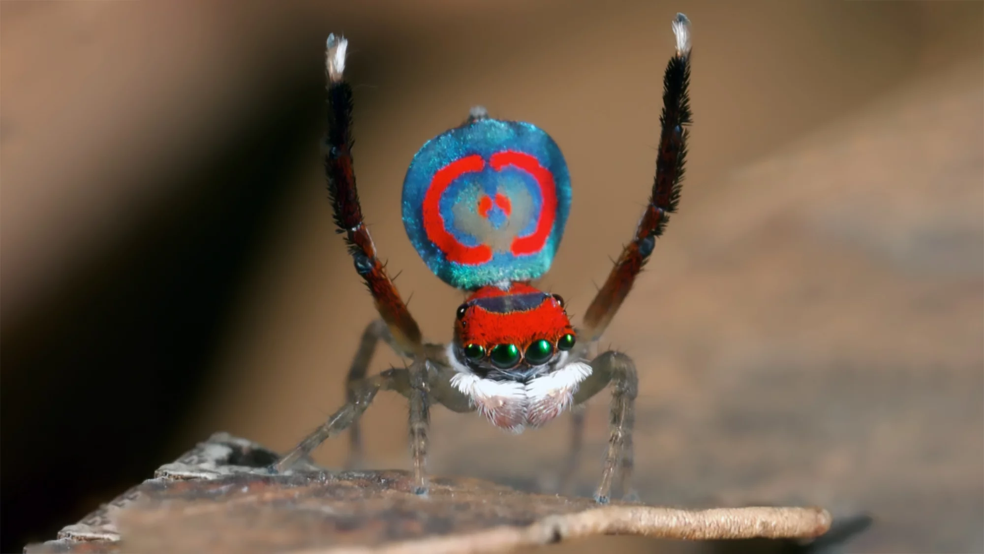 Put your third legs up if your semi-hydraulic system means you can jump crazy distances!