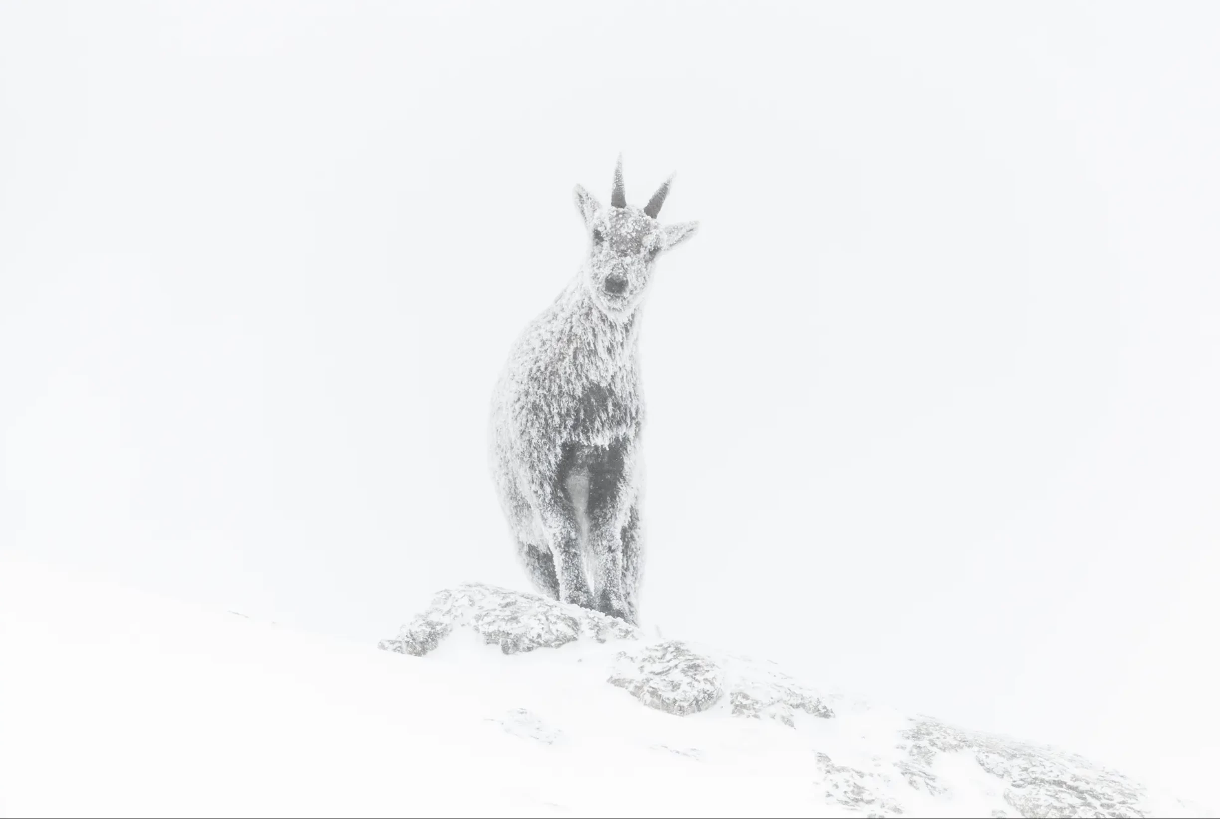 'Alpine exposure', Luca Melcarne (France) – Rising Sar Portfolio Award winner. Nikon D850 + 600mm f4 lens; 1/5000 at f4.5 (+1 e/v); ISO 640