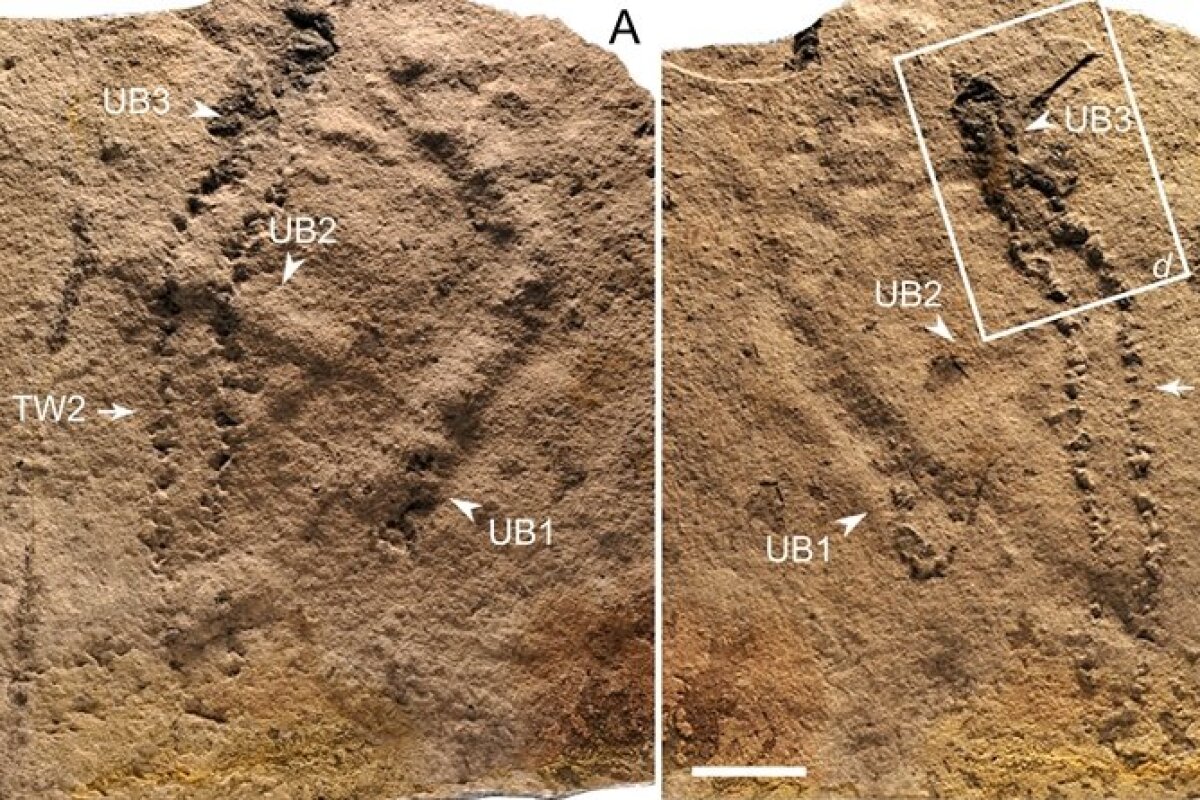 Halfbillionyearold fossils are the oldest animal footprints ever found