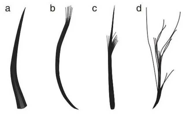 The four feather types