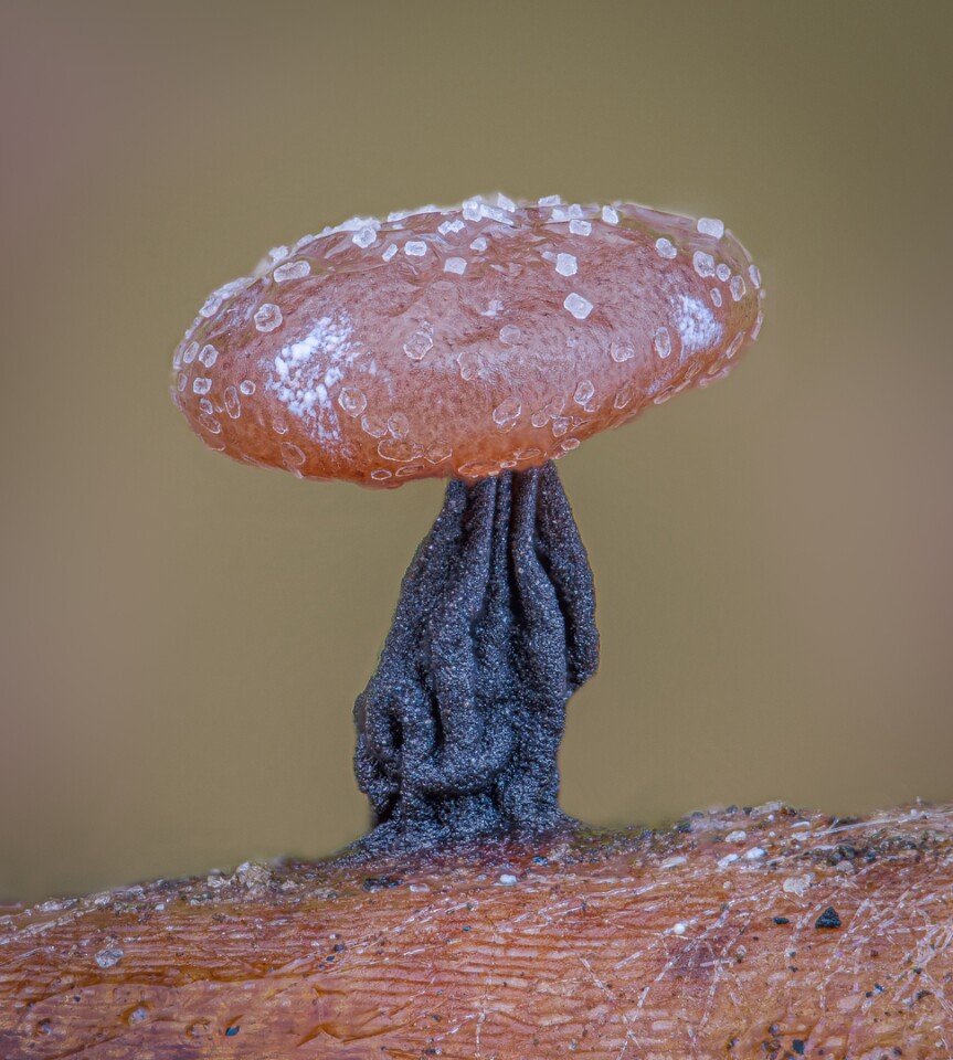 Honorable Mention. Slime mold (Didymium clavus). 10X (Objective Lens Magnification)