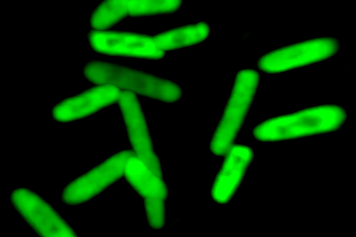 These fluorescent cells express a protein encoded by artificial DNA bases