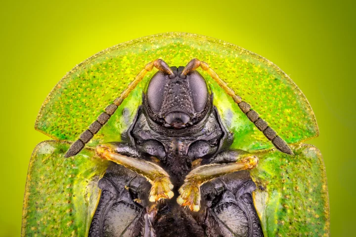 Image of Distinction: Cassida rubiginosa (thistle tortoise beetle), ventral view