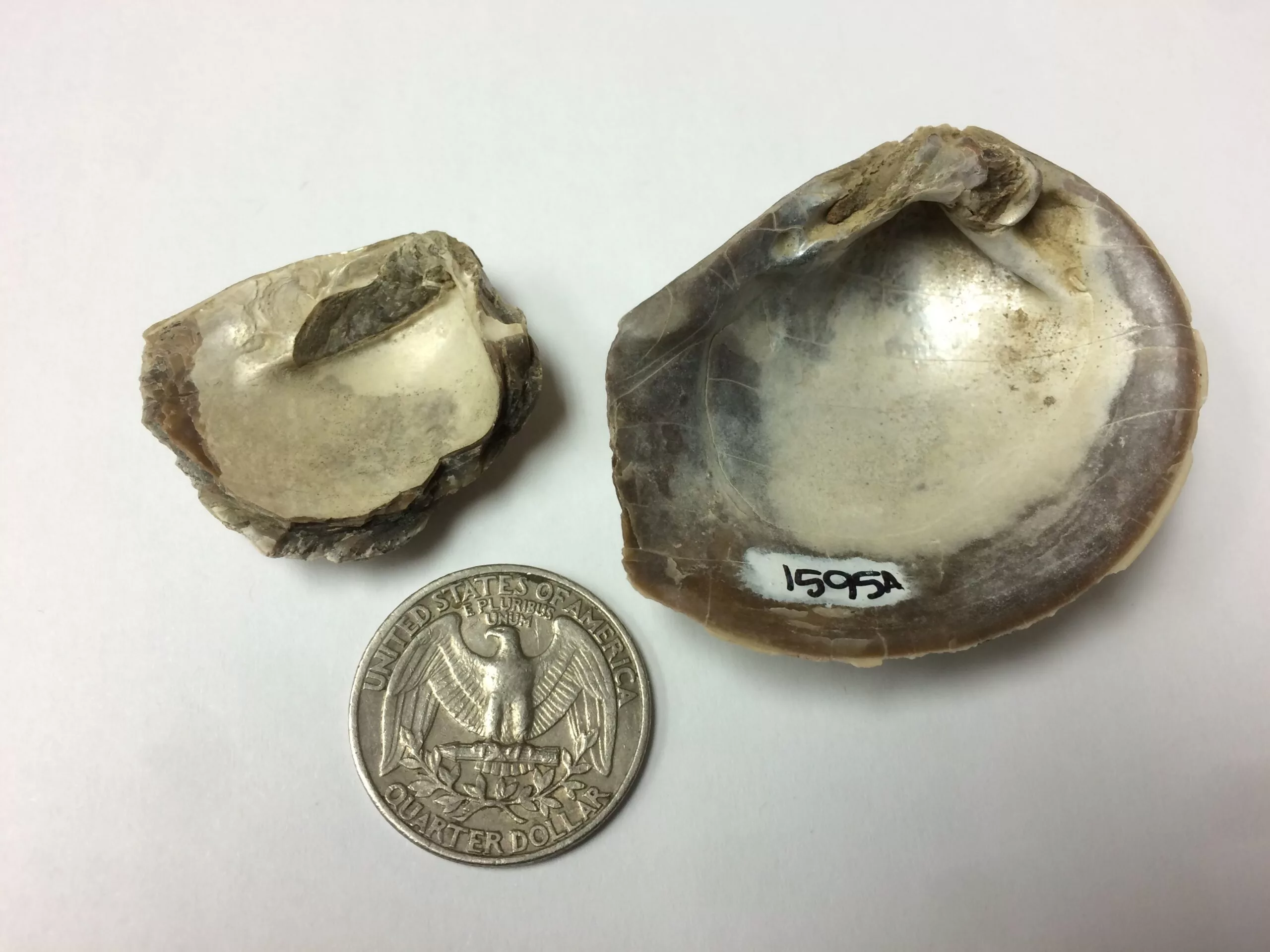 Mollusk fossils found in Antarctica, preserving a record of the temperature and mercury levels in the seas of its time