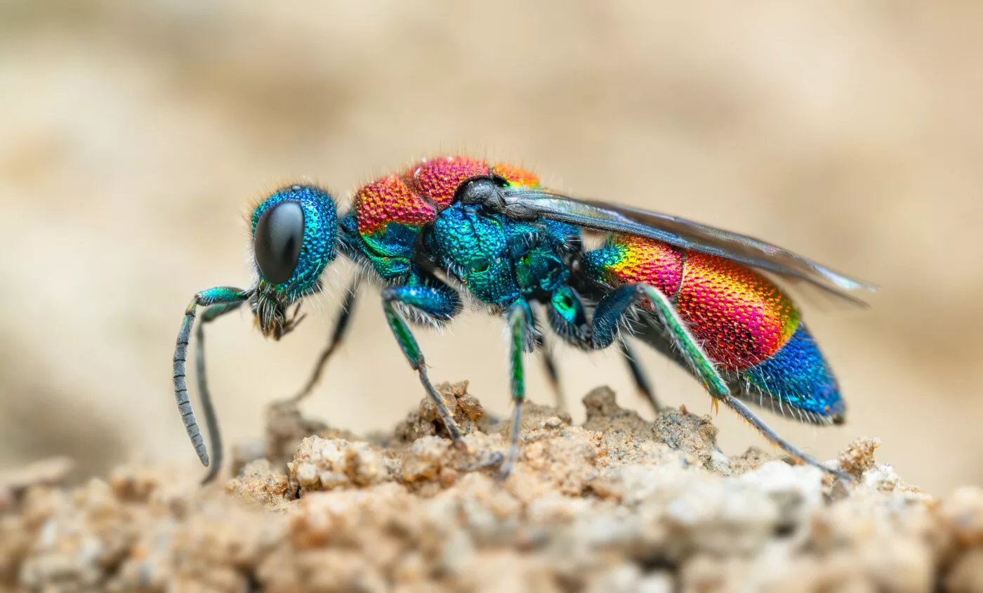 "Chrysis viridula" – cuckoo wasp (Chrysis viridula) by Tim Jonas (UK)