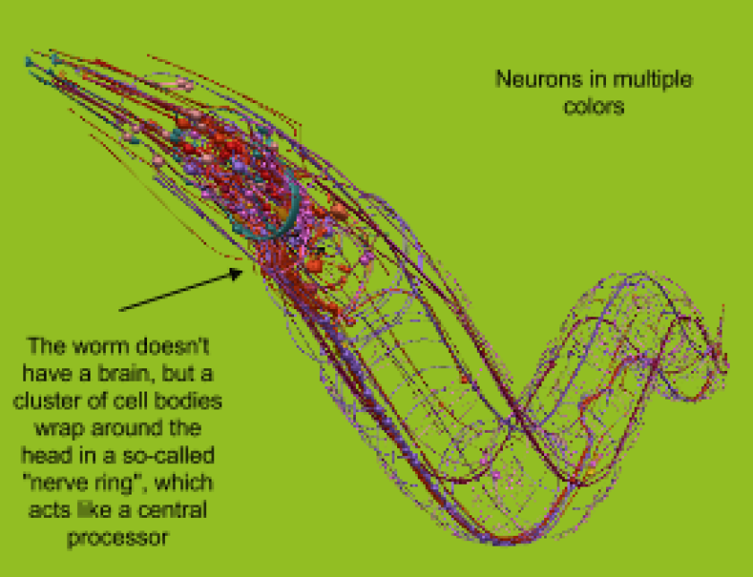 The complete connectome, or neural cell connections, for a C. elegans nematode (Photo: OpenWorm)