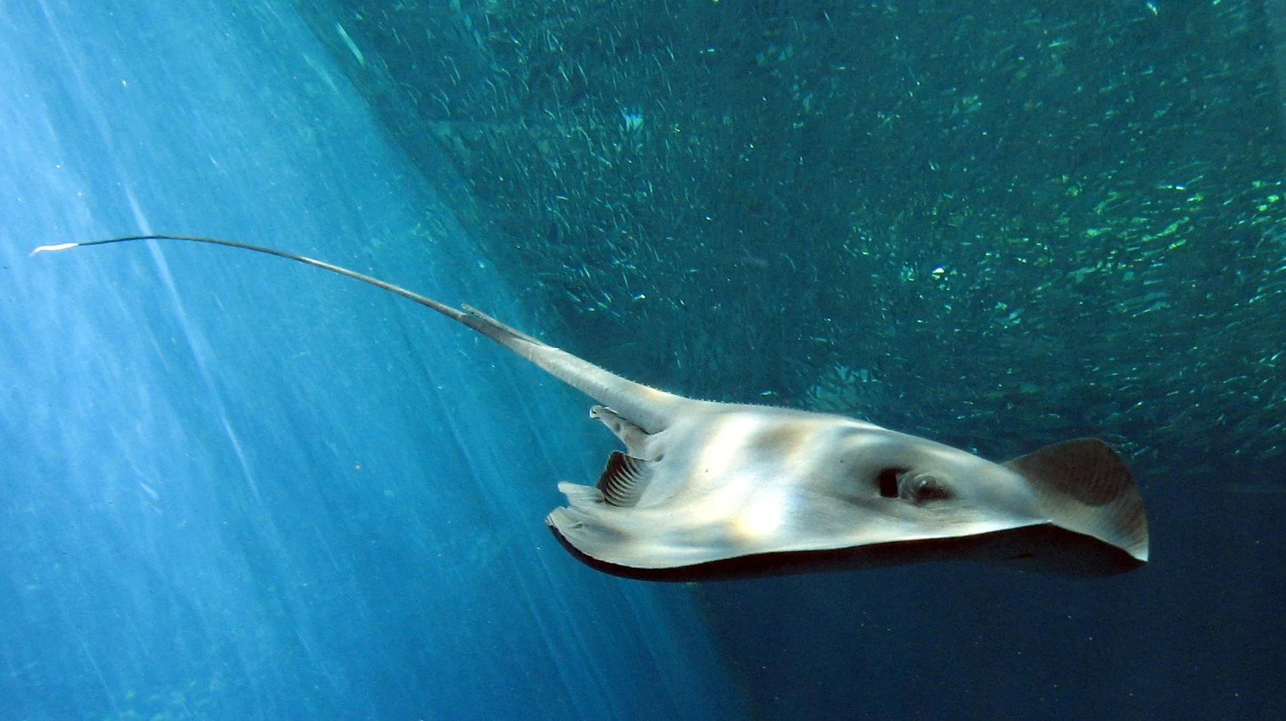 The relatively simple shape and swimming motion of a stingray like this was the inspiration for the research