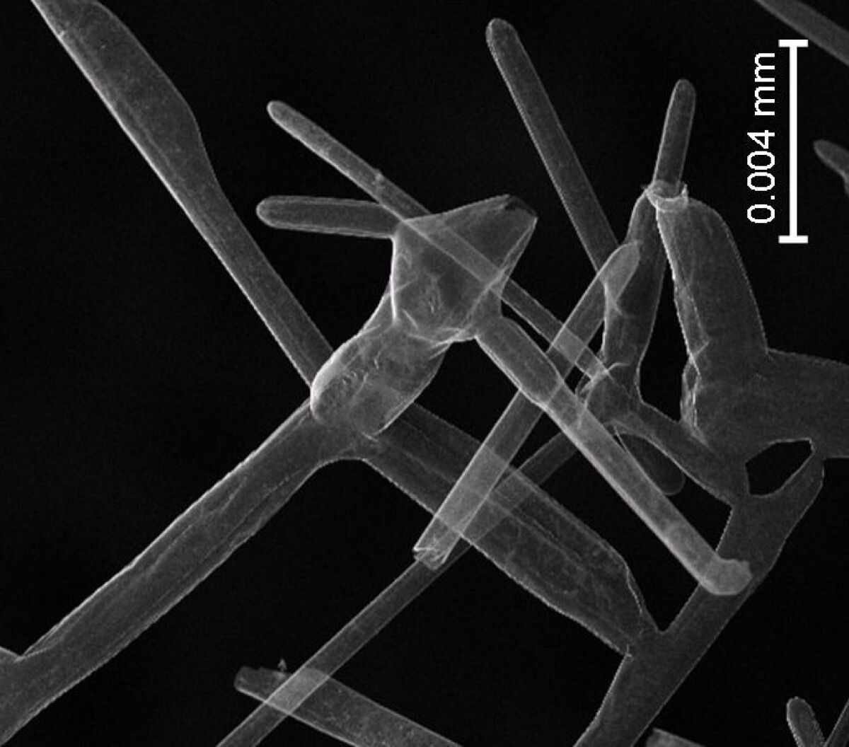 Aerographite claims title of World's Lightest Solid Material
