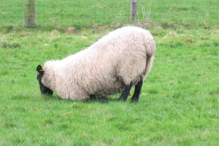 A sheep exhibiting severe lameness
