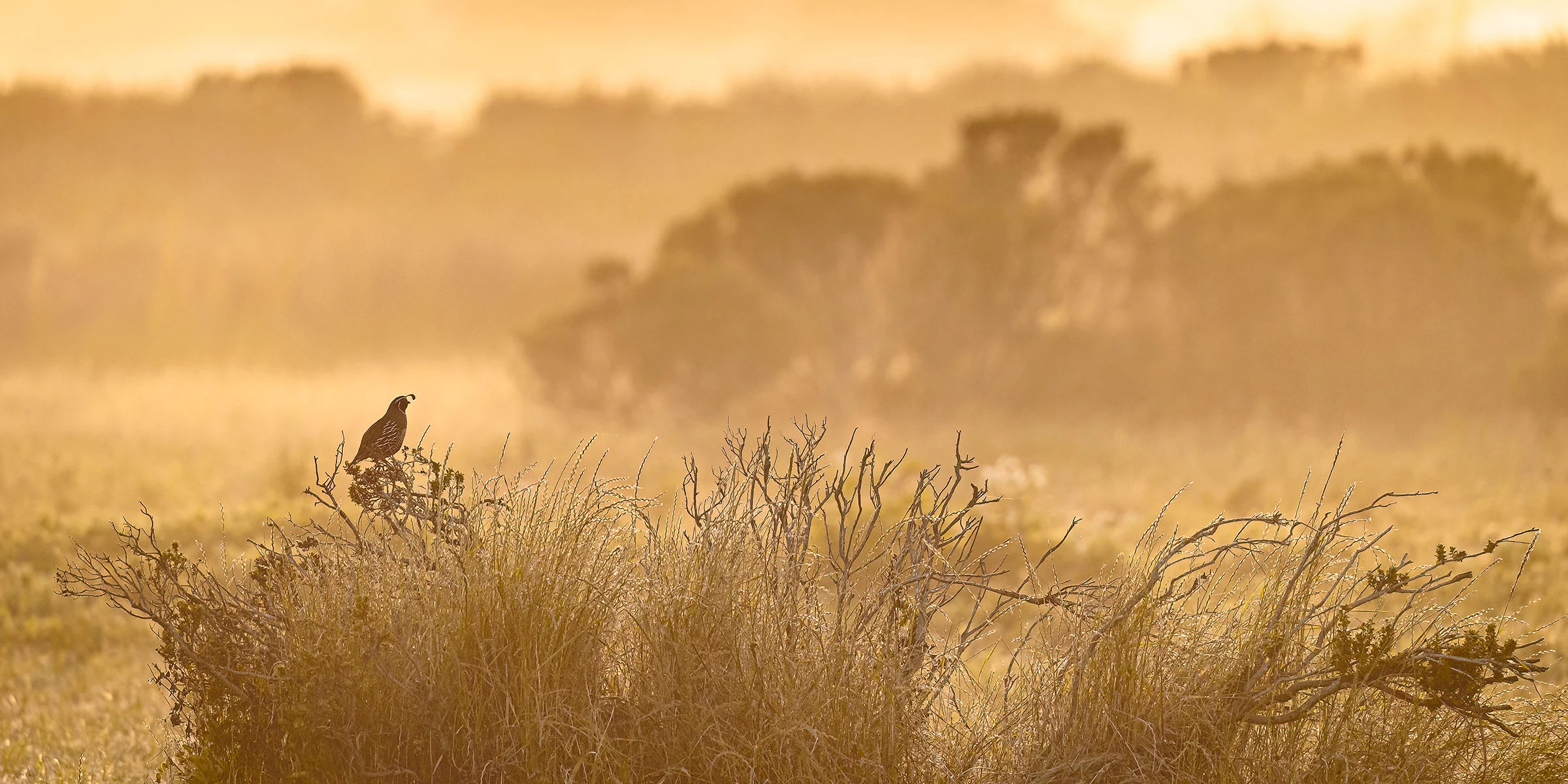 Birds in Landscapes Prize Winner: California quail (Callipepla californica) by Kevin Lohman, Santa Cruz, California, US
