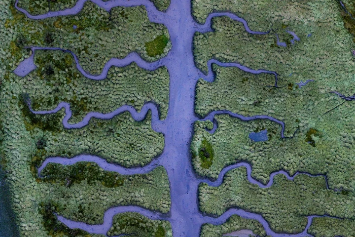 Low tide at blue hour reveals a muddy riverbed of fishbone shaped streams in the middle of a small, but unique part of the salt marsh located at the end of the Betanzos Estuary, near Coruna in northern Spain