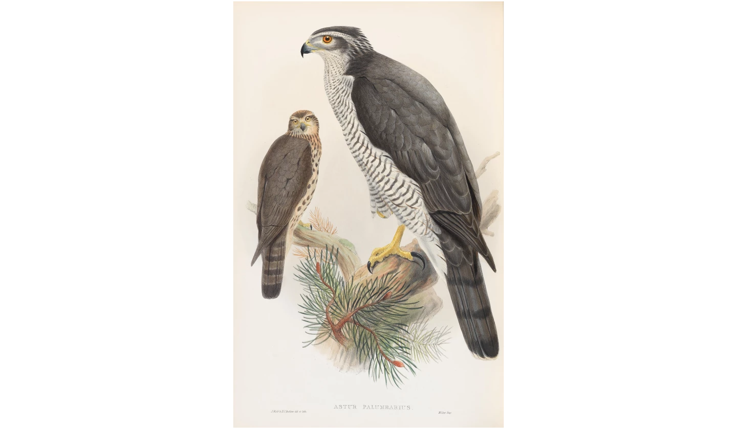 "The Birds of Great Britain" by John Gould, vol. 1 (of 5), First Edition, 1873 | Sold for: $16,605 by Bonhams on August 19, 2020