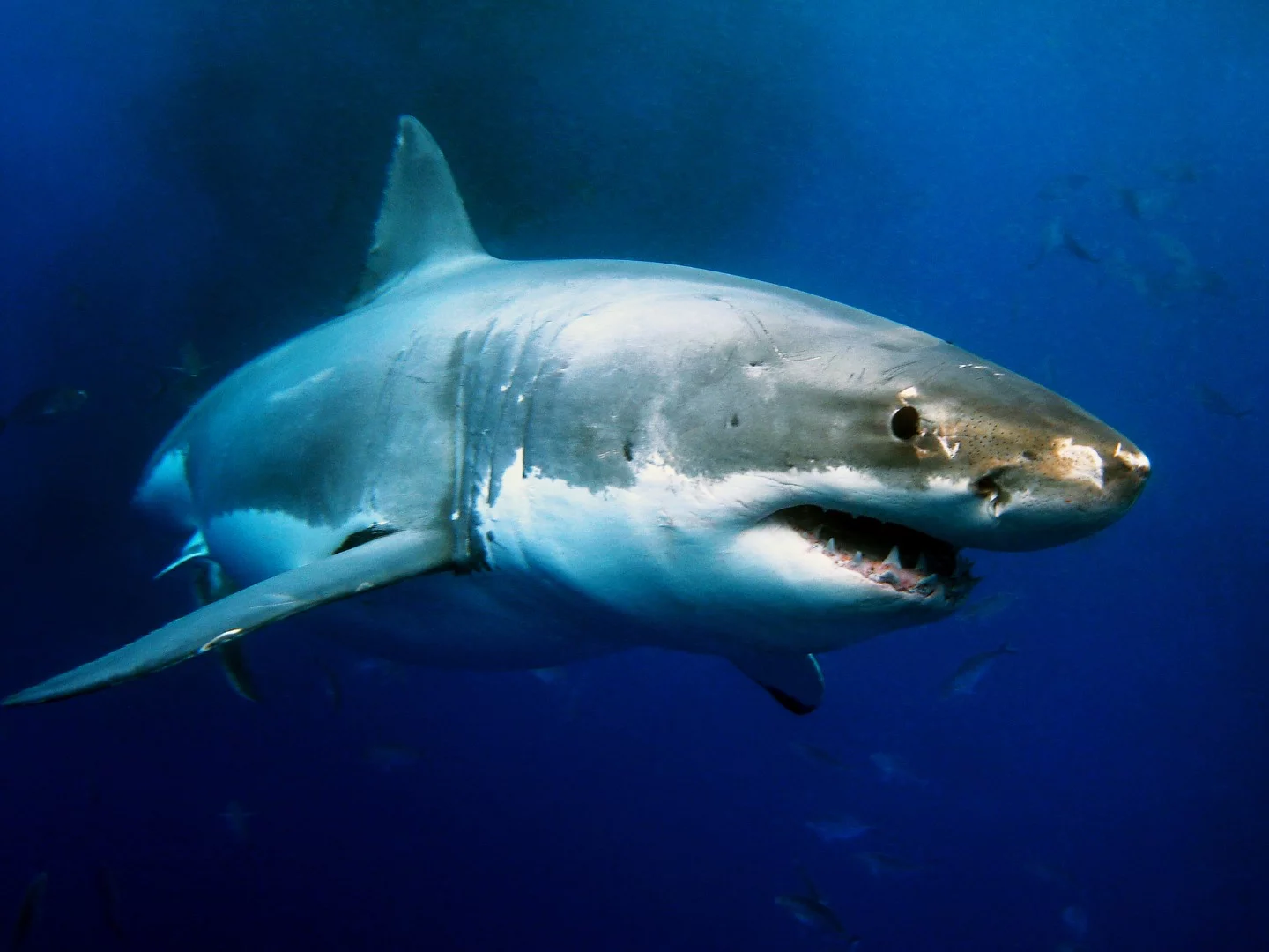 The genome of the great white shark has been sequenced