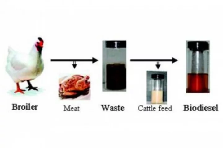 Which came first, the chicken or the biodiesel? Well the chicken obviously (Photo: The American Chemical Society)