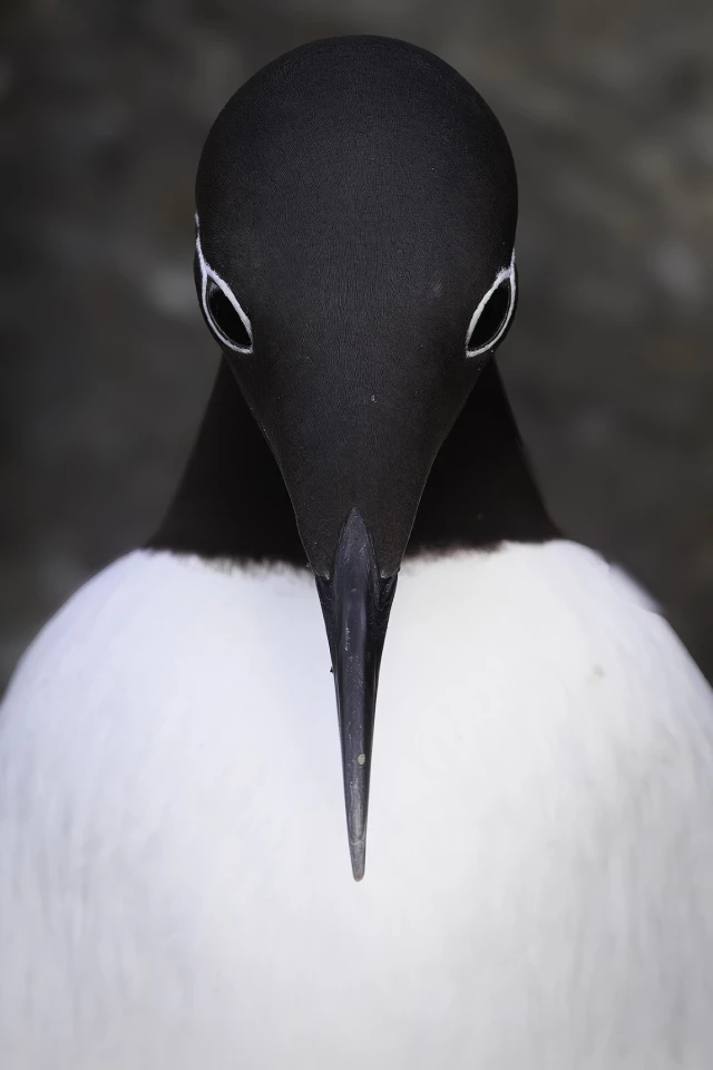 "Symmetry," Latin America Regional Awards Shortlist, Sony World Photography Awards 2026