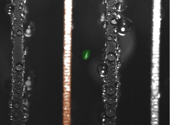 False-color time-lapse images captured via high-speed imaging show a droplet jumping from a superhydrophobic copper oxide fin to a hydrophilic copper fin (Image: Nenad Miljkovic and Daniel J. Preston/MIT)