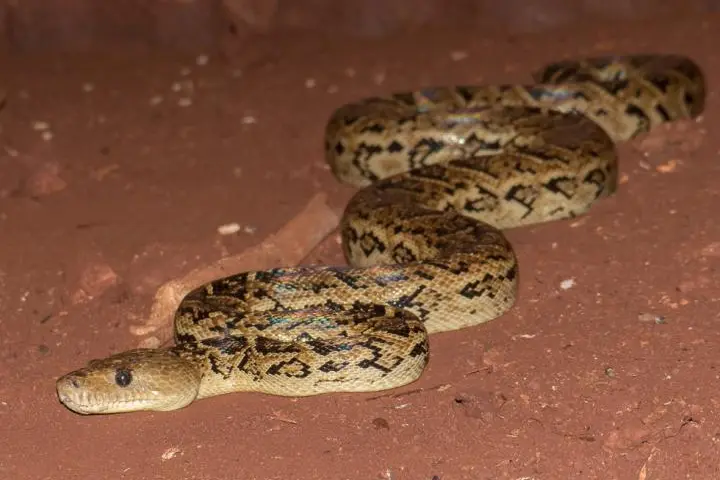 Once thought to be solitary hunters, the Cuban boa has found power in numbers