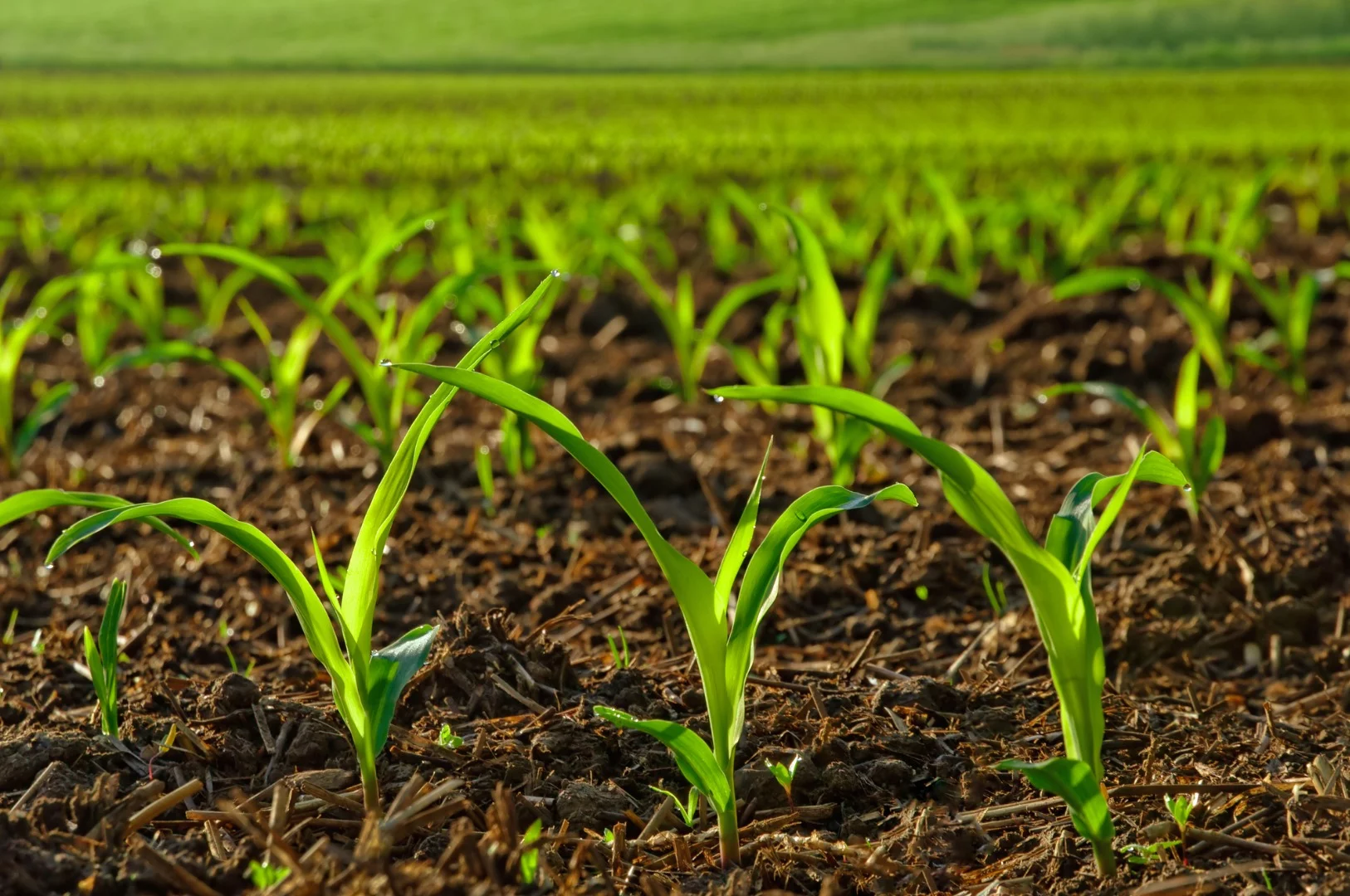Engineering plants that can better absorb iron from alkaline soils could open up large swathes of currently unsuitable land for staple crops like corn