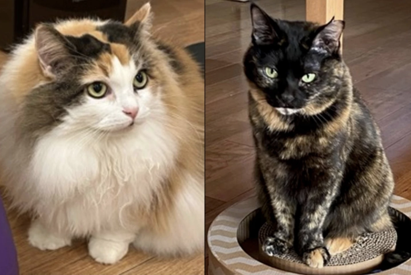 Calico (left) and tortoiseshell (right) cats are the result of X chromosome inactivation