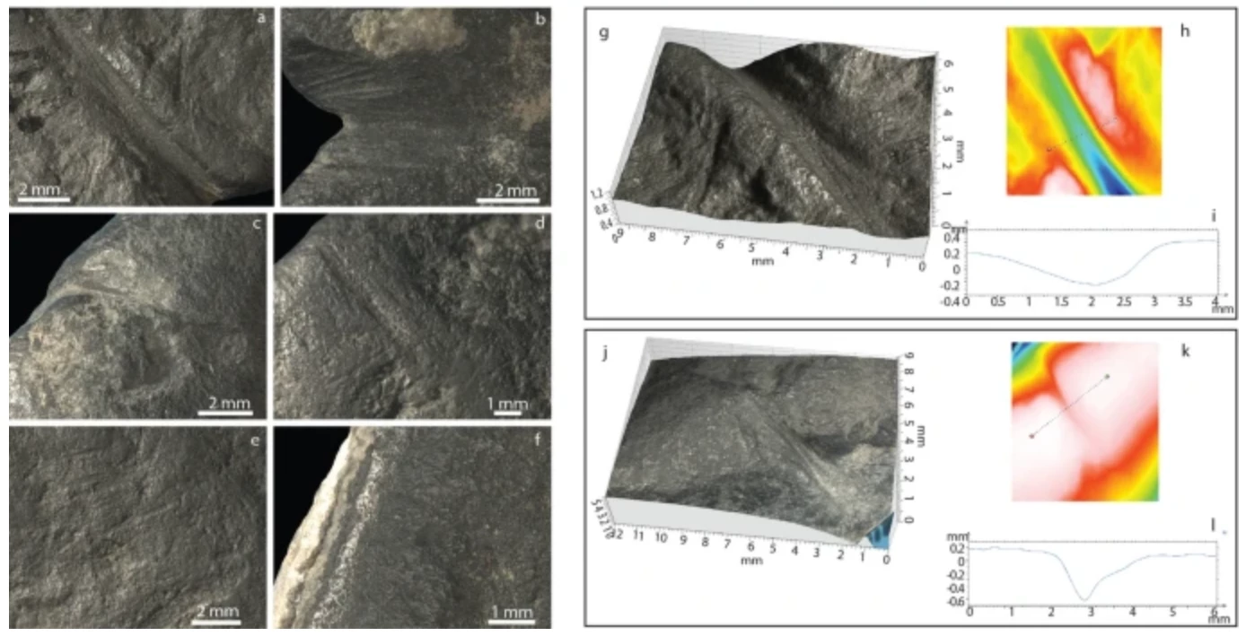 The research team took microscopic photos and made a painstaking 3D reconstruction of the alleged penis carving