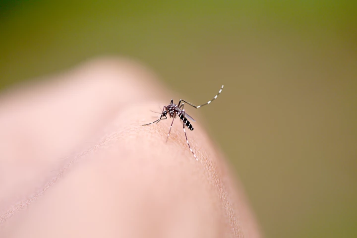 Almost every volunteer in the early trial resisted infection when exposed to malaria-carrying mosquitos
