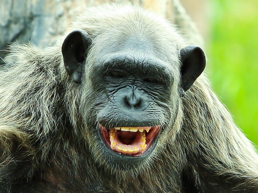 Gorilla giggles and chimp chuckles reveal the origin of laughter in humans