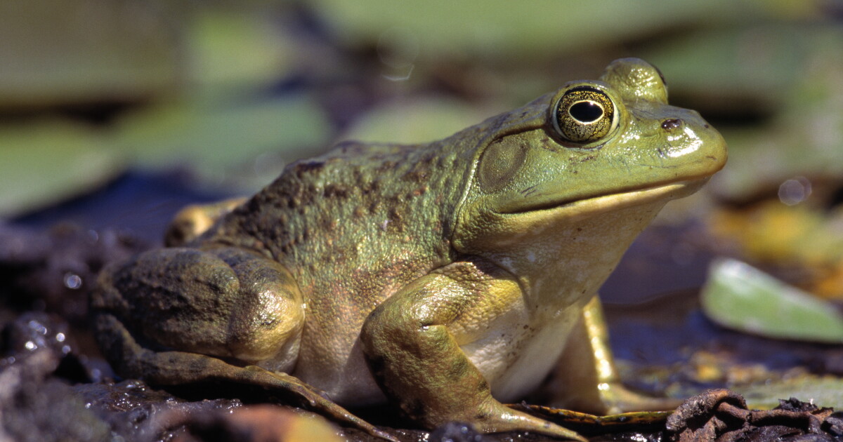Frog muscle powers new swimming robotic manta ray Frog muscle powers new swimming robotic manta ray