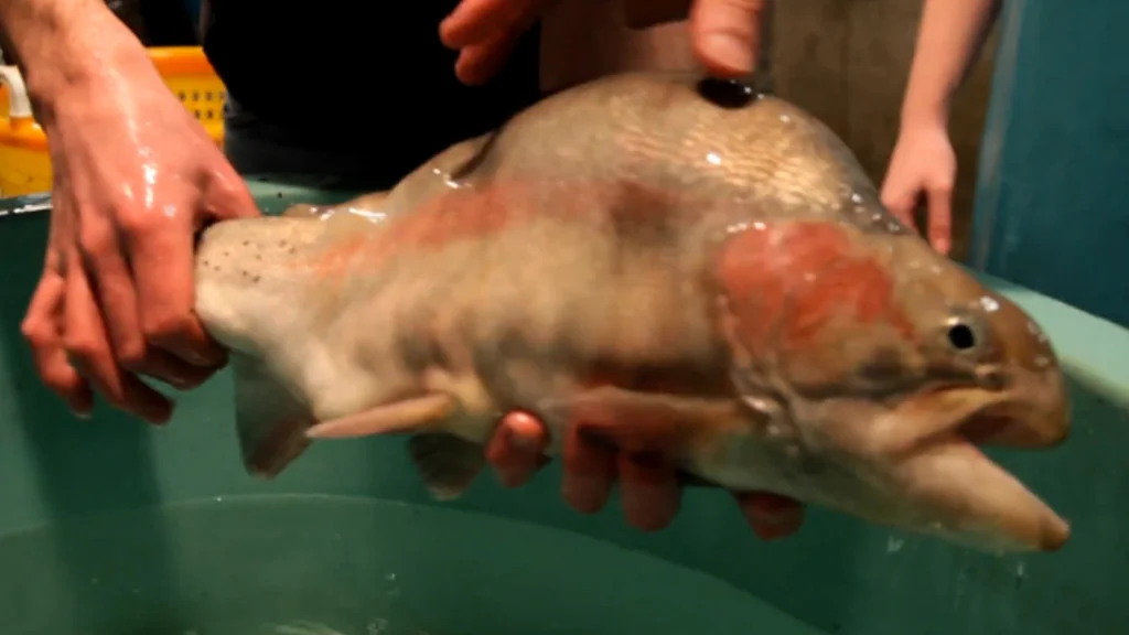 What are you lookin' at? The transgenic trout flexes its six-pack