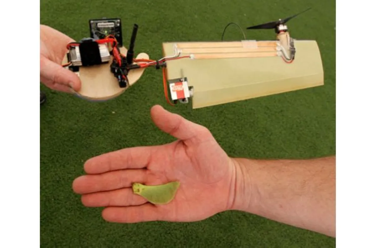 Lockheed Martin's Samarai Flyer monocopter micro air vehicle, alongside a maple seed