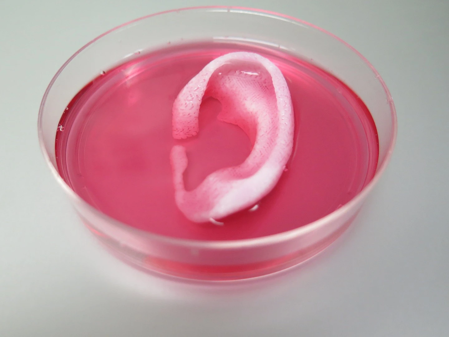 A baby-sized ear structure was bioprinted and implanted in a mouse and went on to show signs of vascularization one and two months later