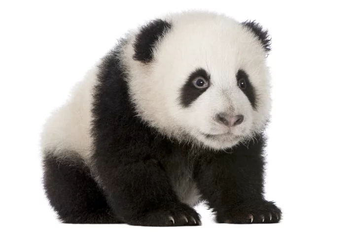 Why do small helpless things – babies, kittens, puppies, pandas in baby form – turn even the most cynical human into a helpless wreck? (Photo: Shutterstock)