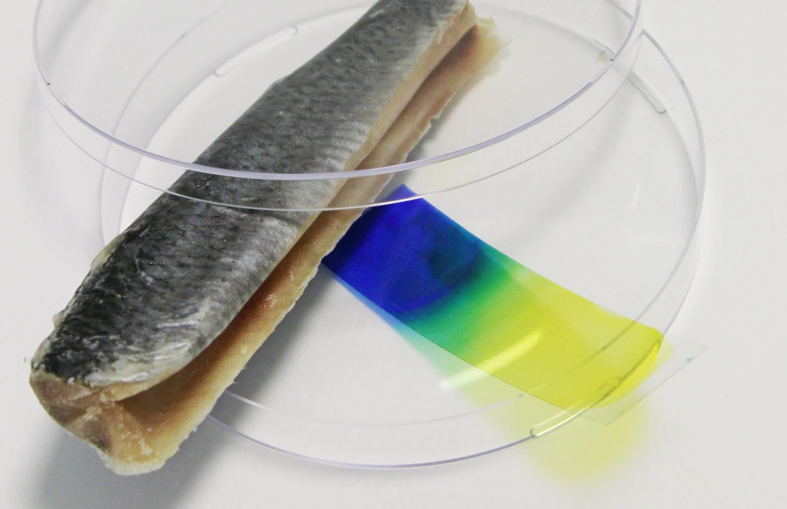 Don't eat that fish - the blue color of the indicator film indicates that it's spoiled (Photo: Fraunhofer)