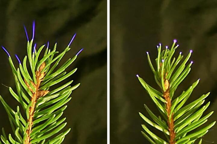 During thunderstorms certain tree leaves can generate weak electrical discharges known as coronas, and new research suggests these coronas may influence surrounding air quality