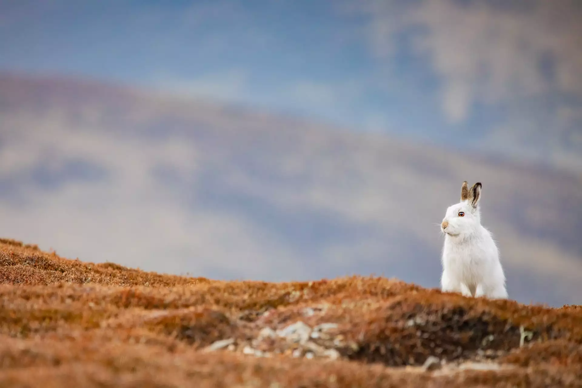 Highly Commended, "Mountain Hare Cairngorms"