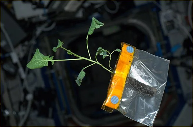 An earlier growing experiment (Photo: NASA)