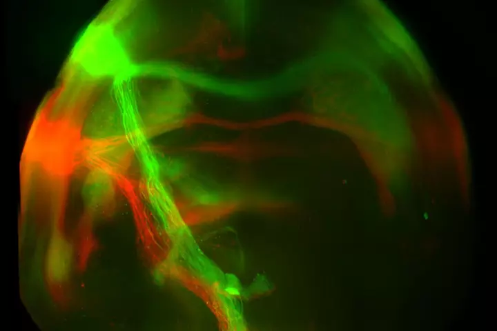 Neural projections from the sweet (green) and bitter (red) pathways terminate at distinct targets in the amygdala in the brains of mice