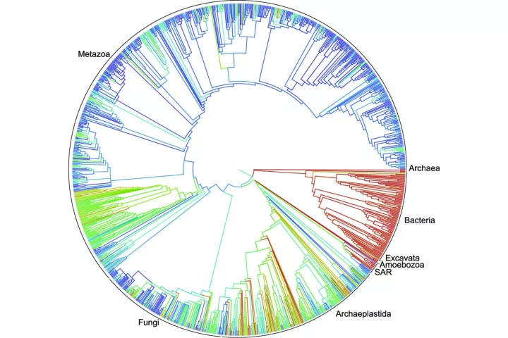 The new tree represents the most comprehensive visualization of its kind, drawing together many smaller studies into a more unified and free to access resource