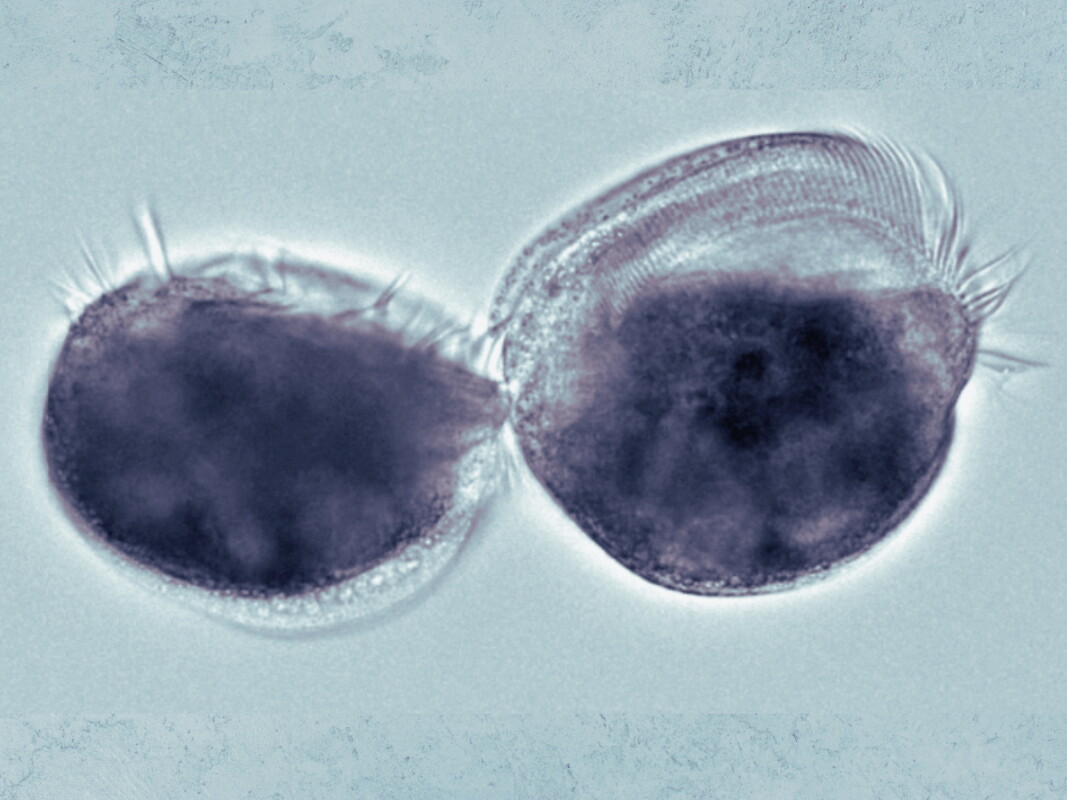 Microbe can turn into a "supergiant" cannibal (and we're not sure why)