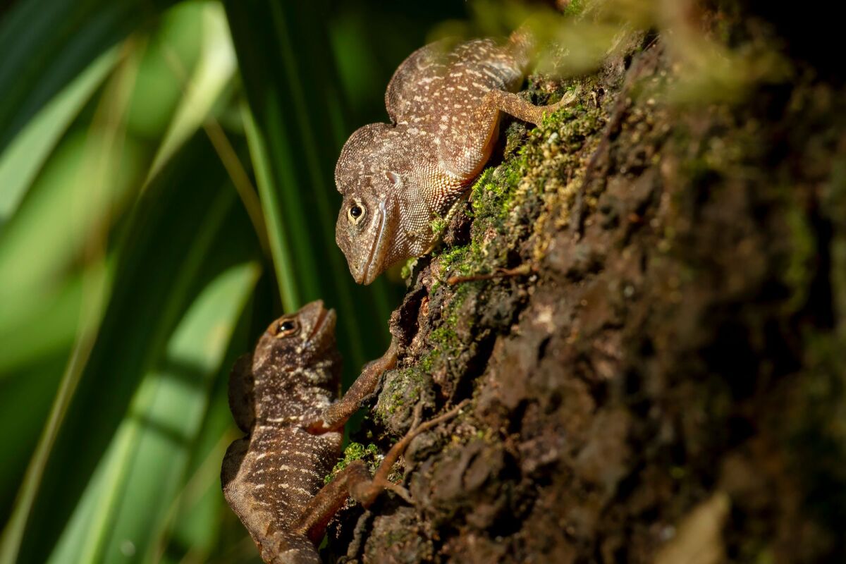 Lagarto Anolis sagrei, também conhecido como anolis marrom cubano.