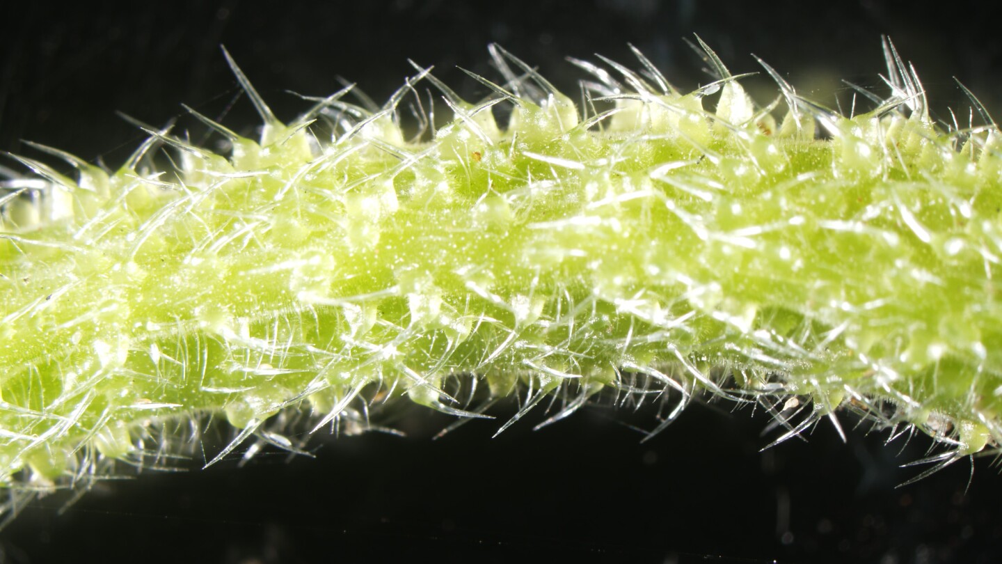 Australian Stinging Tree Reveals Entirely New Family Of Neurotoxins I sense a new gympie_gympie_leaves_in_my_anus account coming up in the near future. australian stinging tree reveals