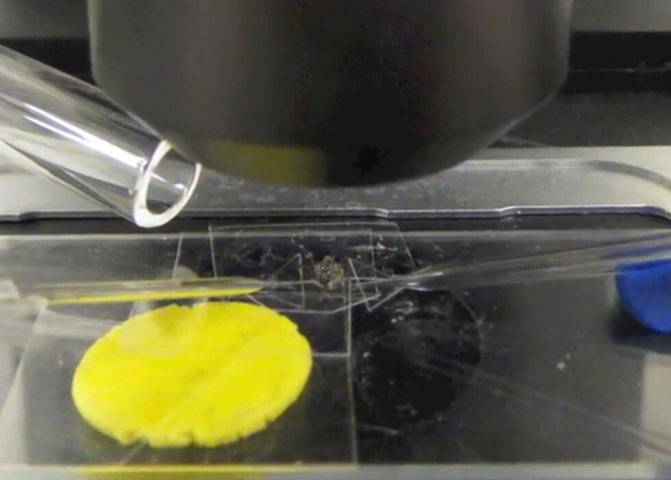 Electrophysiology techniques are used to measure the receptor responses