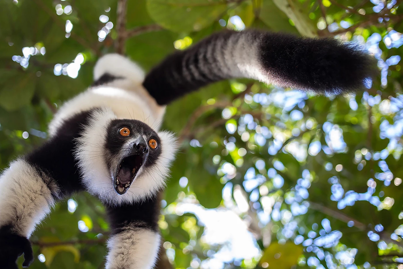 "Scream" : Black-and-white ruffed lemur, Madagascar
